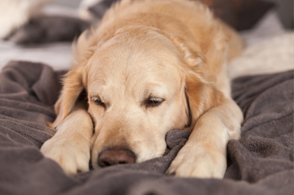 寝そべる犬