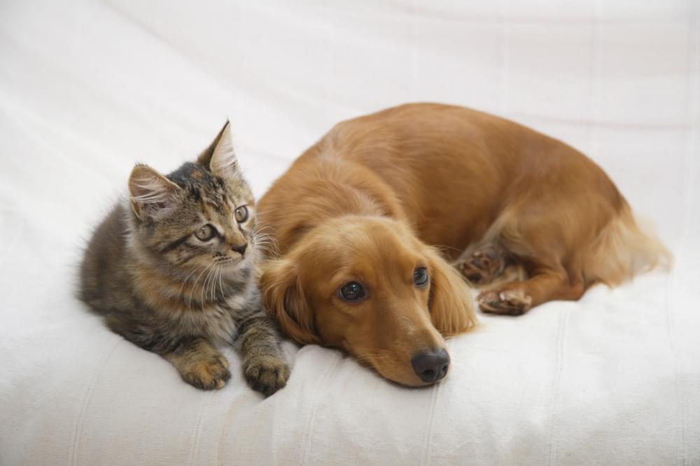 犬と猫