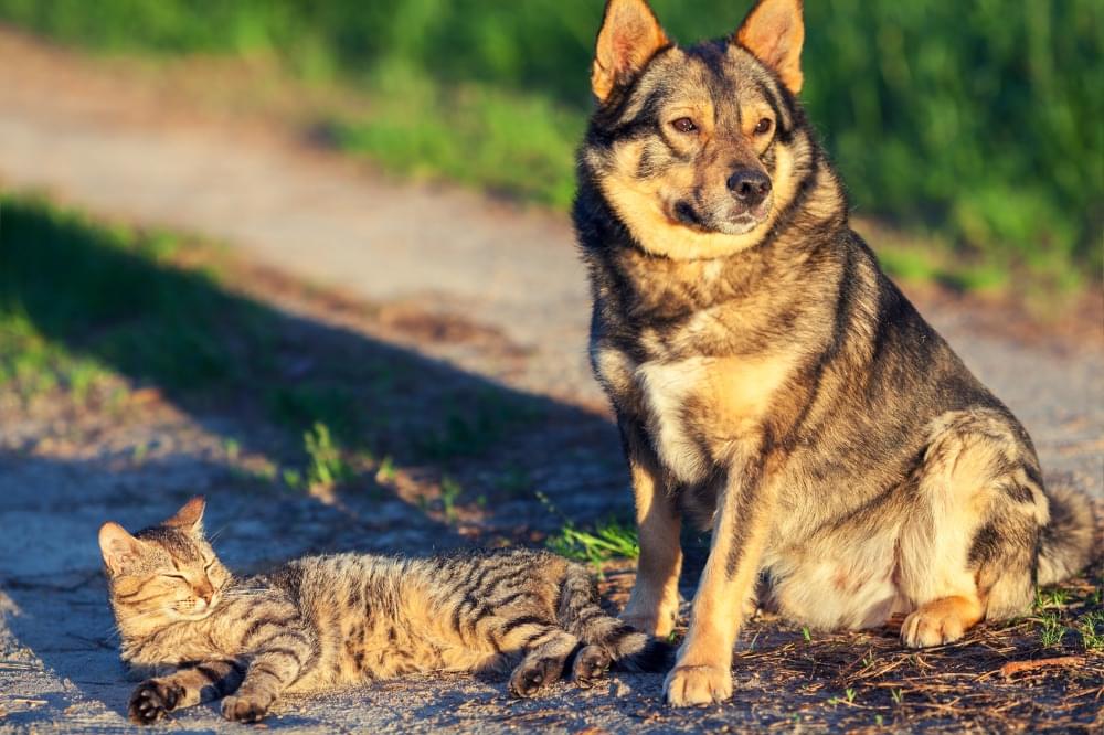 犬と猫