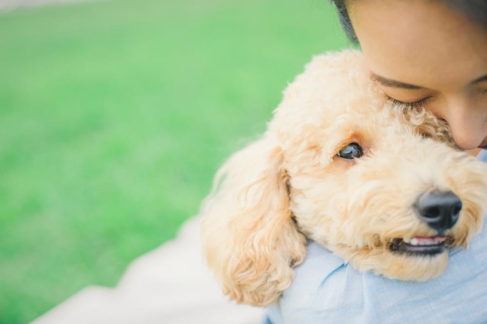 抱きしめられる犬