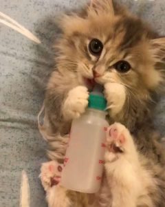 ミルクを飲む猫